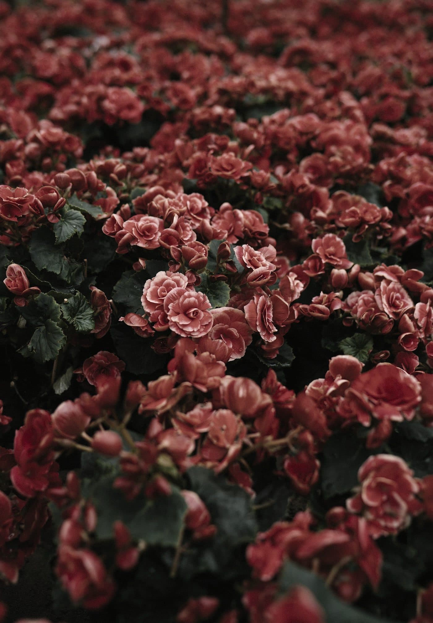 Bloom & Co. Rebrand